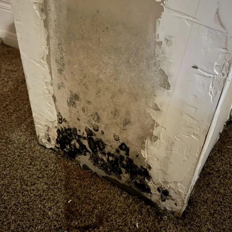 Professional Mold Removal in Anza, CA